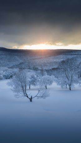 Обои 640x1136 зимний лес, закат, зима