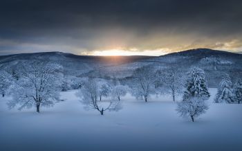winter forest, sunset, winter Wallpaper 1920x1200