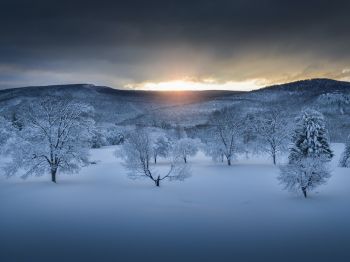 winter forest, sunset, winter Wallpaper 800x600
