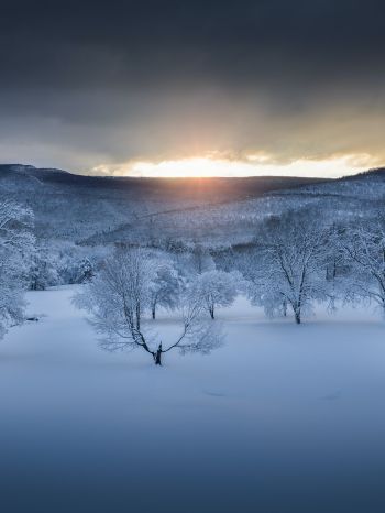winter forest, sunset, winter Wallpaper 1620x2160