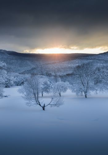 winter forest, sunset, winter Wallpaper 1668x2388
