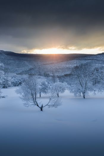 winter forest, sunset, winter Wallpaper 640x960