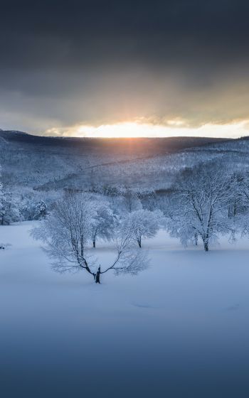 winter forest, sunset, winter Wallpaper 1600x2560