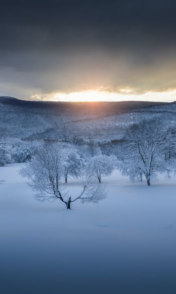 winter forest, sunset, winter Wallpaper 1200x2000