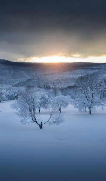 winter forest, sunset, winter Wallpaper 600x1024