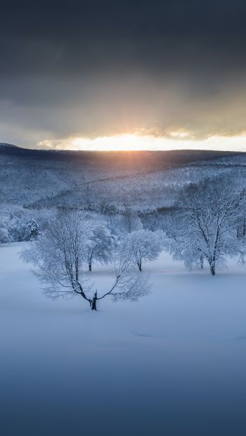 winter forest, sunset, winter Wallpaper 640x1136