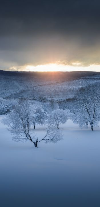 winter forest, sunset, winter Wallpaper 1440x2960