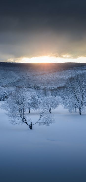 winter forest, sunset, winter Wallpaper 1080x2280