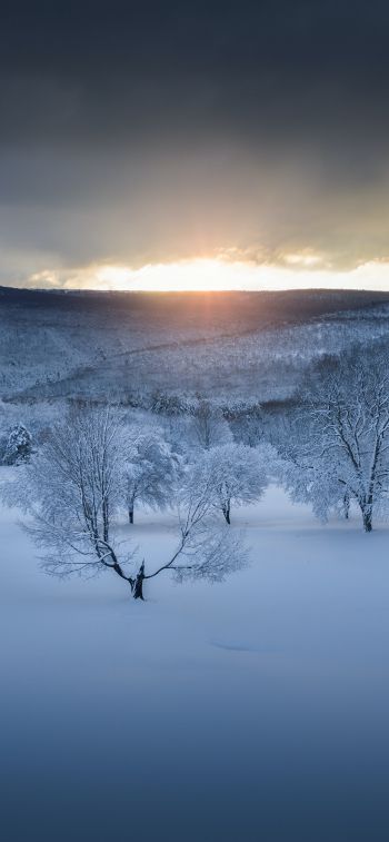winter forest, sunset, winter Wallpaper 1284x2778