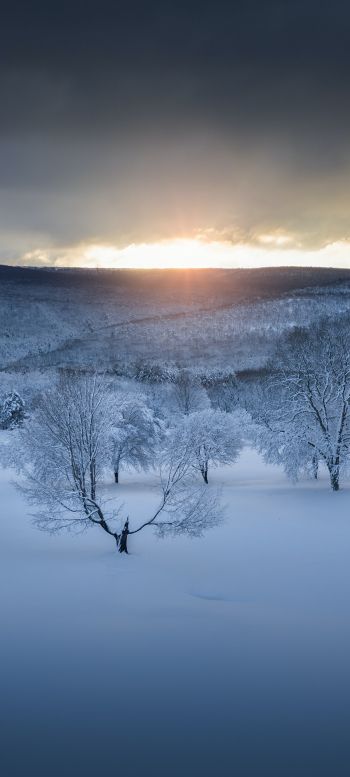 winter forest, sunset, winter Wallpaper 720x1600