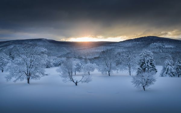 winter forest, sunset, winter Wallpaper 2560x1600