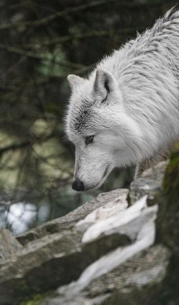 white wolf, predator, wild nature Wallpaper 600x1024