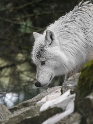 white wolf, predator, wild nature Wallpaper 1668x2224