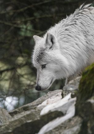 Обои 1668x2388 белый волк, хищник, дикая природа