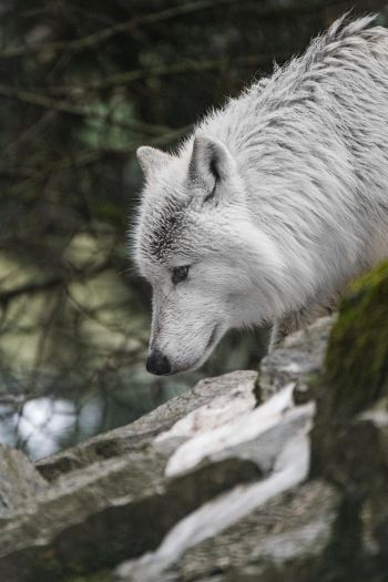 white wolf, predator, wild nature Wallpaper 640x960