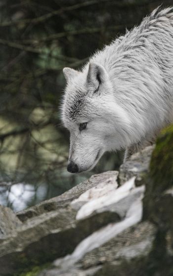 Обои 1752x2800 белый волк, хищник, дикая природа