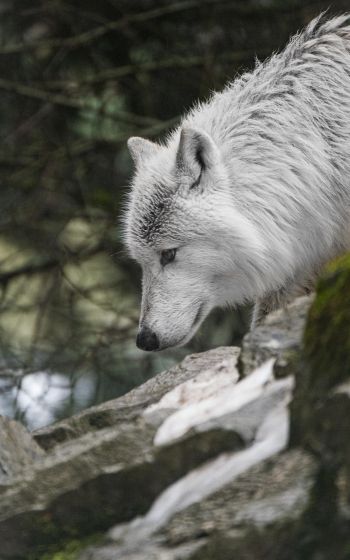 Обои 800x1280 белый волк, хищник, дикая природа