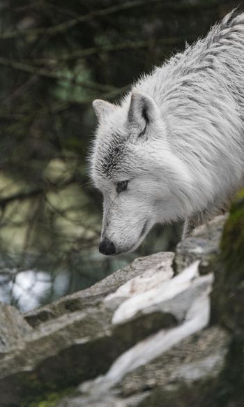 Обои 1200x2000 белый волк, хищник, дикая природа