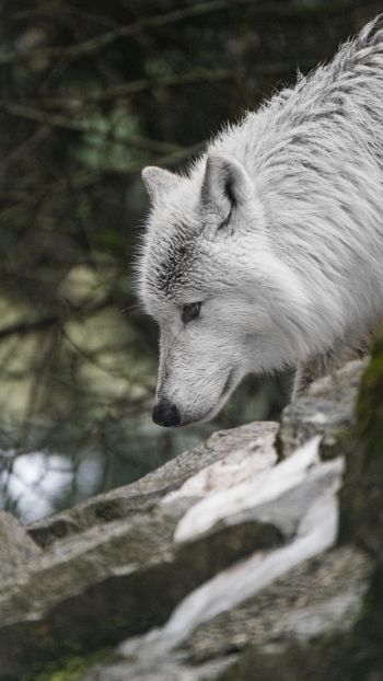 Обои 1080x1920 белый волк, хищник, дикая природа