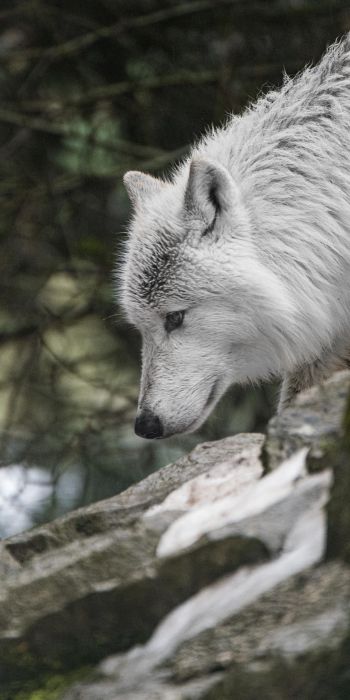 Обои 720x1440 белый волк, хищник, дикая природа