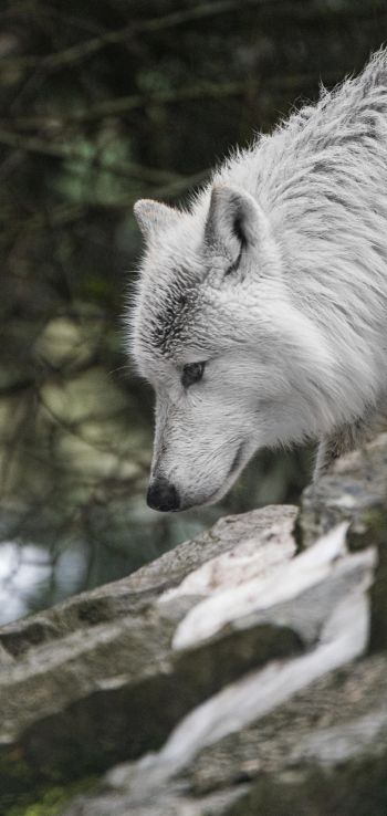 Обои 1080x2280 белый волк, хищник, дикая природа