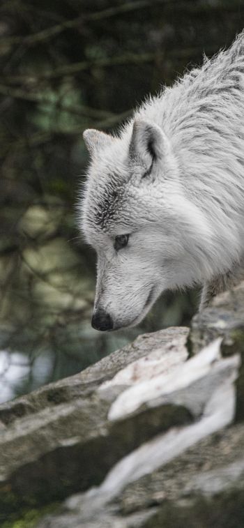 Обои 1125x2436 белый волк, хищник, дикая природа