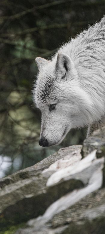 Обои 1080x2400 белый волк, хищник, дикая природа