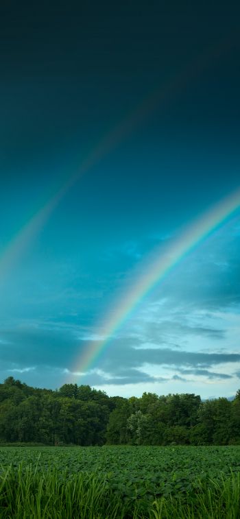 rainbow, landscape, blue sky Wallpaper 828x1792