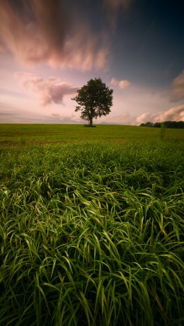 lonely tree, dub, pole Wallpaper 640x1136