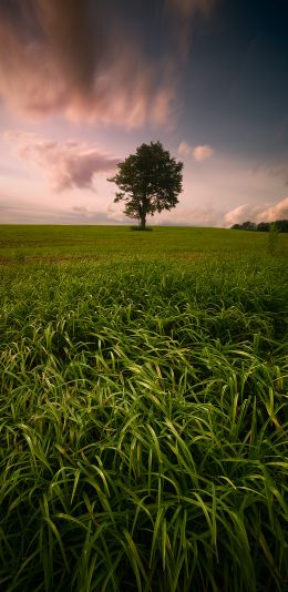 lonely tree, dub, pole Wallpaper 1440x2960