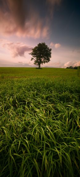 lonely tree, dub, pole Wallpaper 1440x3200