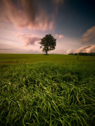 lonely tree, dub, pole Wallpaper 1620x2160