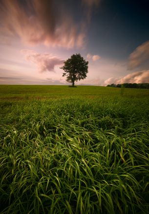 lonely tree, dub, pole Wallpaper 1668x2388