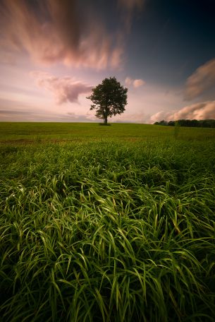 lonely tree, dub, pole Wallpaper 5346x8000