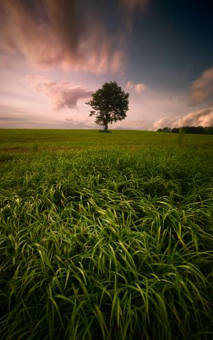 lonely tree, dub, pole Wallpaper 1752x2800