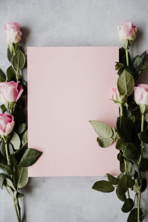 valentine, pink roses, flower arrangement Wallpaper 5342x8013