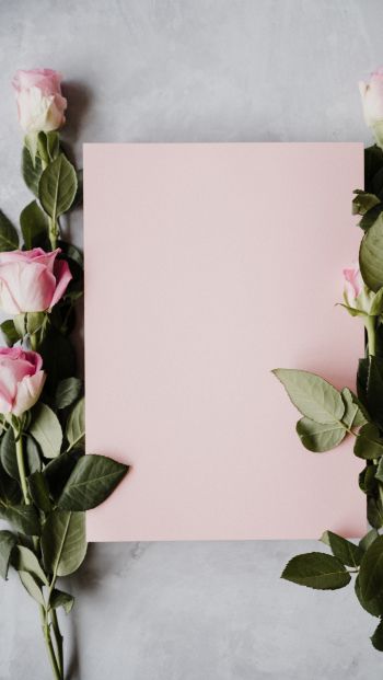 Обои 640x1136 валентинка, розовые розы, цветочная композиция