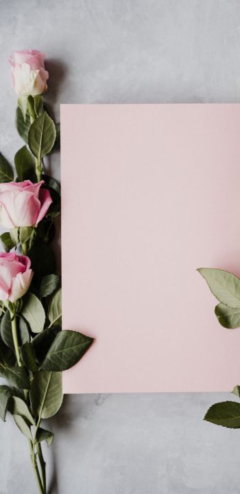 Обои 1440x2960 валентинка, розовые розы, цветочная композиция