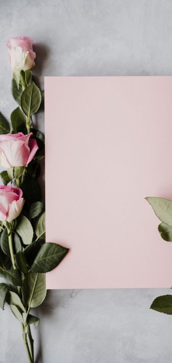 Обои 1080x2280 валентинка, розовые розы, цветочная композиция