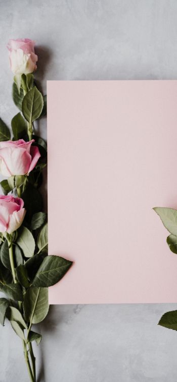 Обои 828x1792 валентинка, розовые розы, цветочная композиция