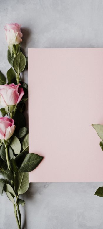 Обои 1080x2400 валентинка, розовые розы, цветочная композиция