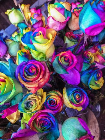 Обои 1536x2048 разноцветные розы, цветочная композиция, букет роз