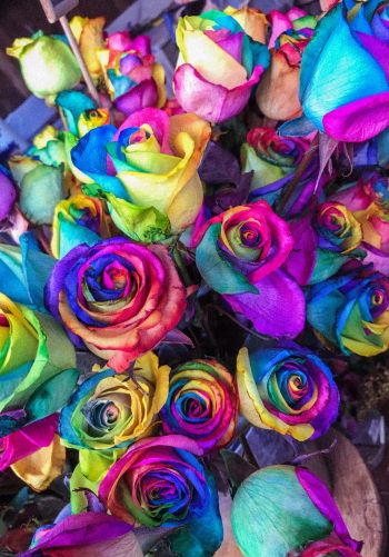 Обои 1668x2388 разноцветные розы, цветочная композиция, букет роз