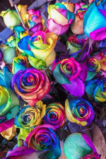 Обои 640x960 разноцветные розы, цветочная композиция, букет роз