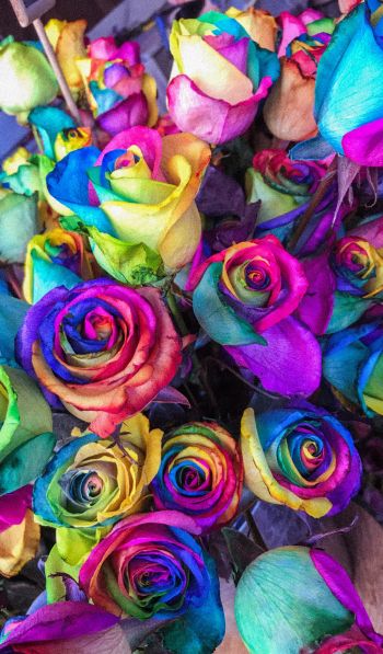 Обои 600x1024 разноцветные розы, цветочная композиция, букет роз