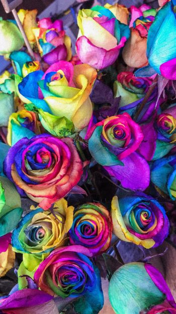 Обои 750x1334 разноцветные розы, цветочная композиция, букет роз
