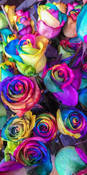 Обои 720x1440 разноцветные розы, цветочная композиция, букет роз