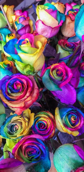 Обои 1080x2220 разноцветные розы, цветочная композиция, букет роз