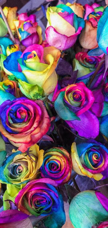 Обои 1440x3040 разноцветные розы, цветочная композиция, букет роз