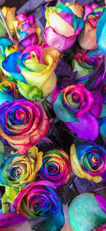 Обои 1284x2778 разноцветные розы, цветочная композиция, букет роз